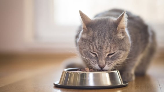 El impacto del sobrepeso en la salud de los gatos